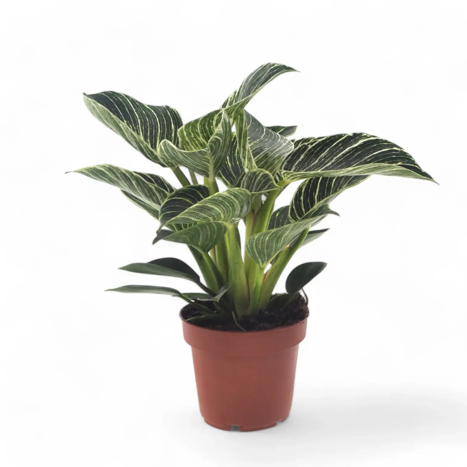 Philodendron 'Birkin' (auch 'White wave', 'White Measure') – Zimmerpflanze im Kulturtopf auf weißem Hintergrund, Produktfoto 10.