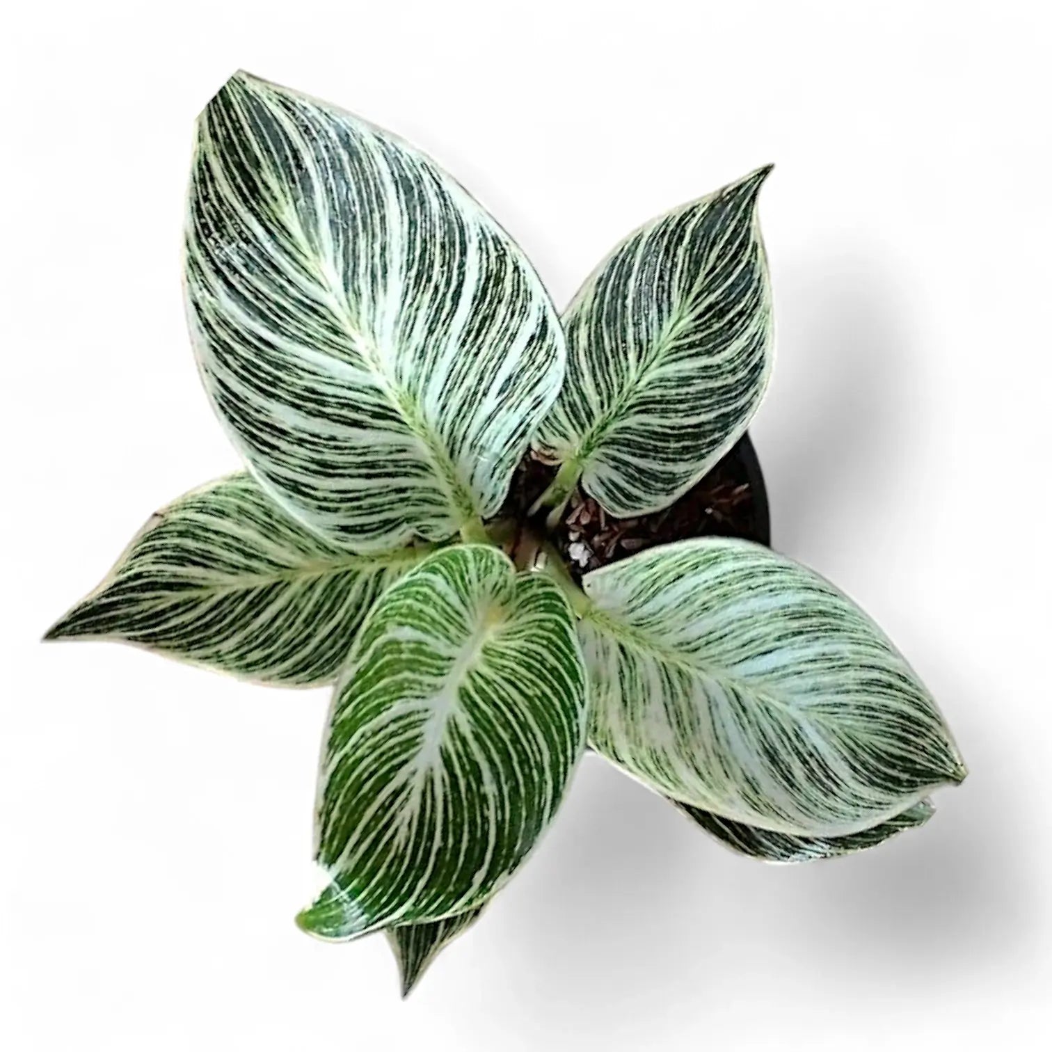 Philodendron 'Birkin' (auch 'White wave', 'White Measure') – Zimmerpflanze im Kulturtopf auf weißem Hintergrund, Produktfoto 3.