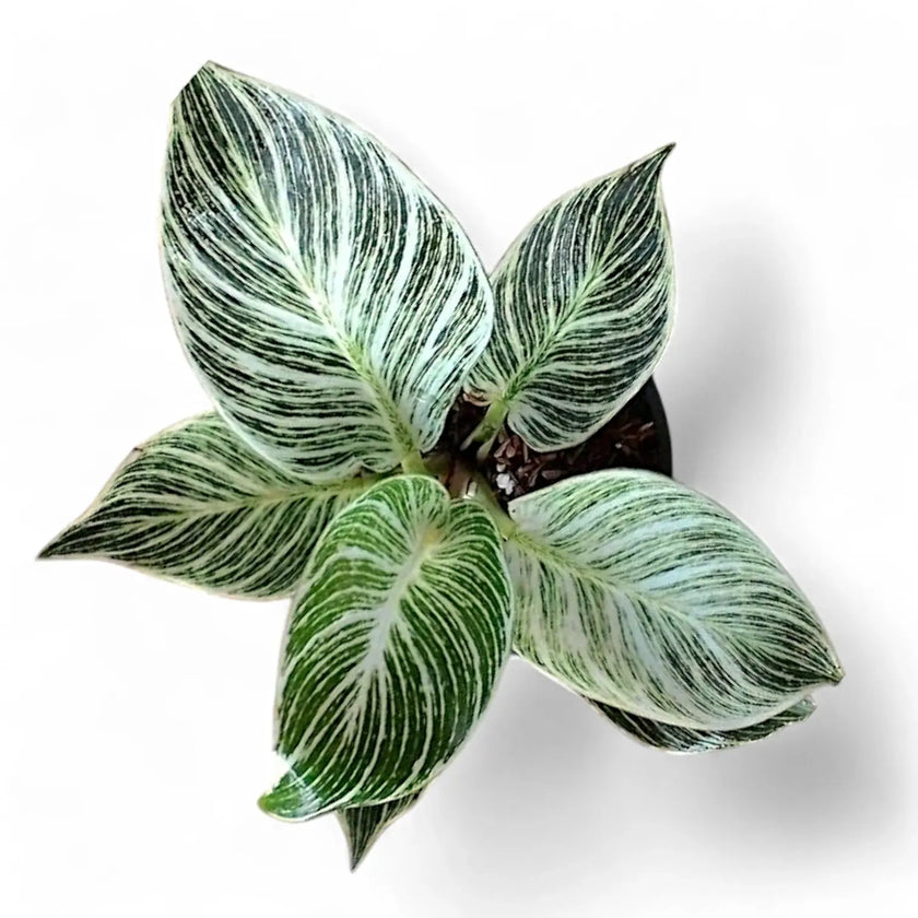 Philodendron 'Birkin' (auch 'White wave', 'White Measure') – Zimmerpflanze im Kulturtopf auf weißem Hintergrund, Produktfoto 3.