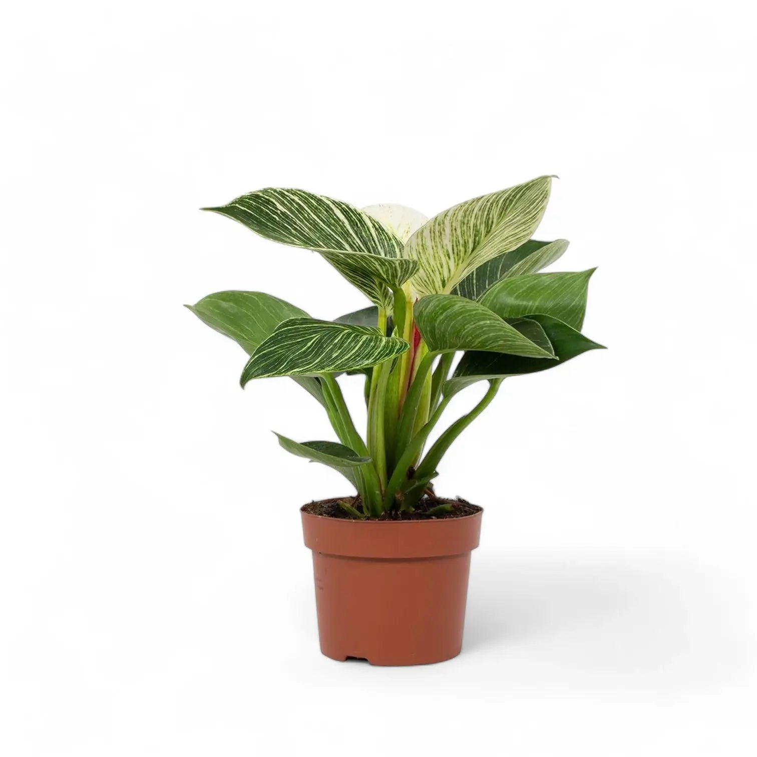 Philodendron 'Birkin' (auch 'White wave', 'White Measure') – Zimmerpflanze im Kulturtopf auf weißem Hintergrund, Produktfoto 6.