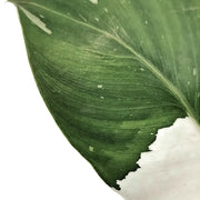 Philodendron 'White wizard' – Blattdetail vor weißem Hintergrund..