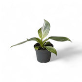 Philodendron 'White wizard' – Topfpflanze im Kulturtopf vor weißem Hintergrund, Produktfoto 4.