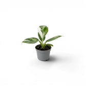 Philodendron 'White Wizard' als Baby-Pflanze im Kulturtopf.