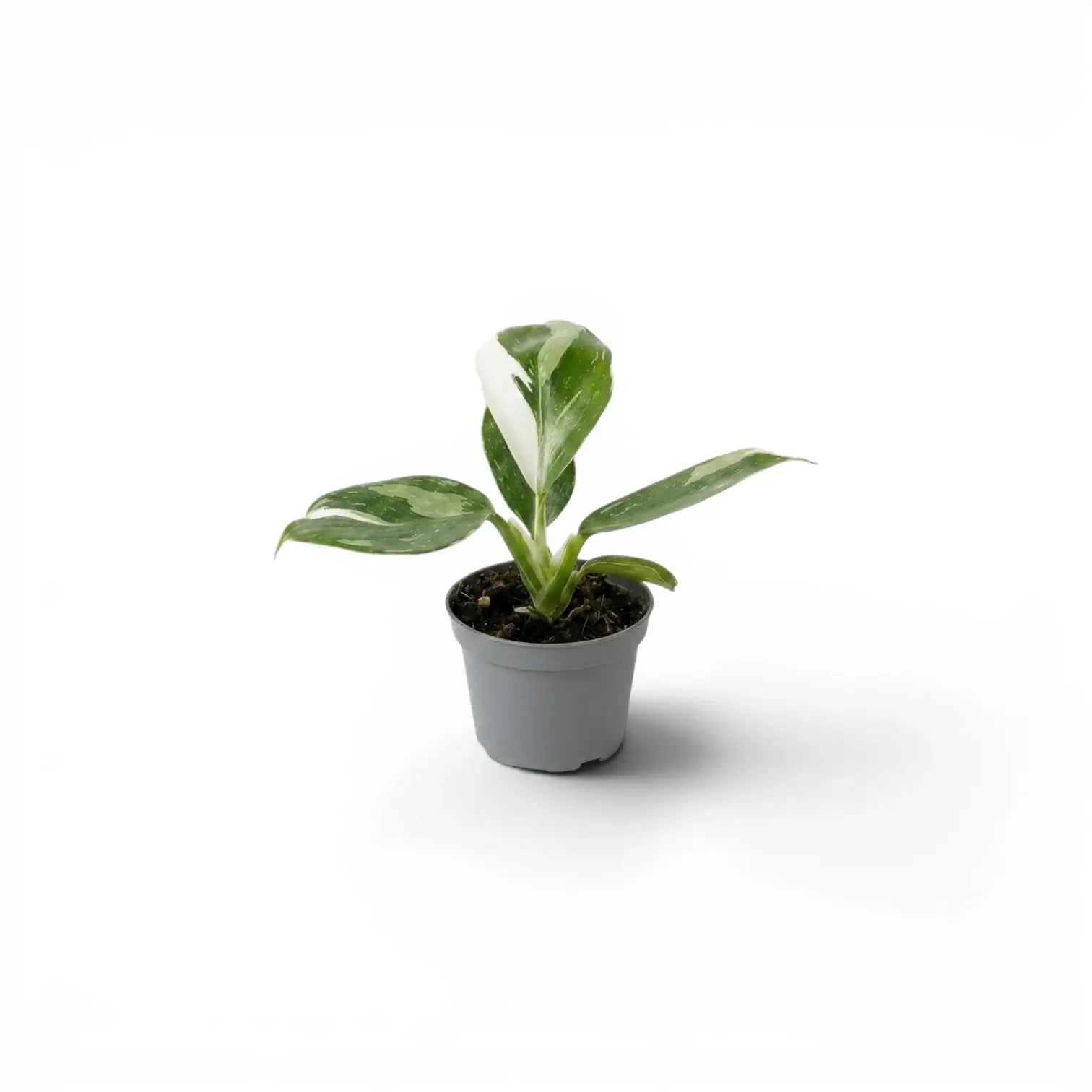 Philodendron 'White Wizard' als Baby-Pflanze im Kulturtopf.