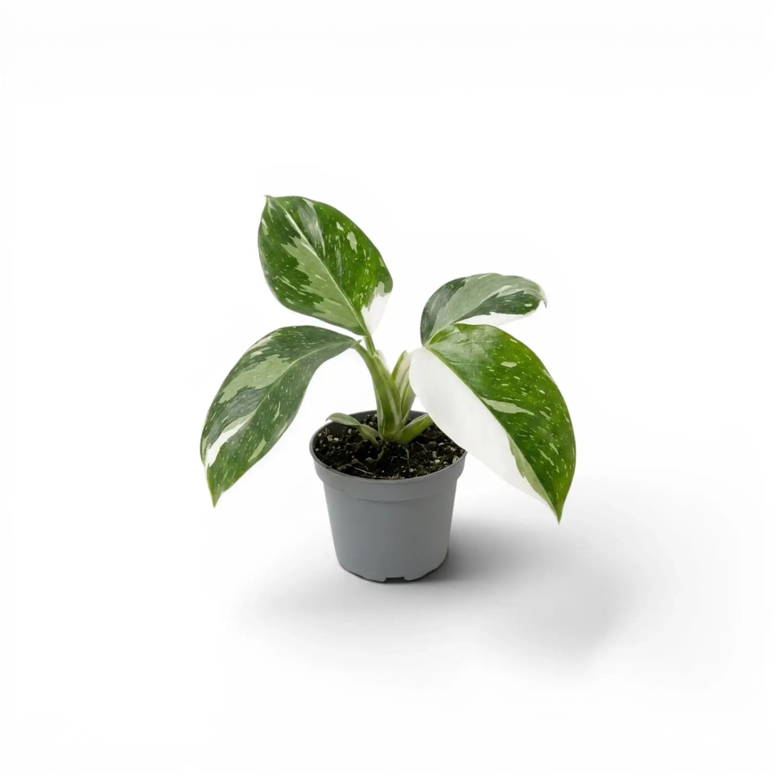 Philodendron 'White Wizard' als Baby-Pflanze im Kulturtopf.
