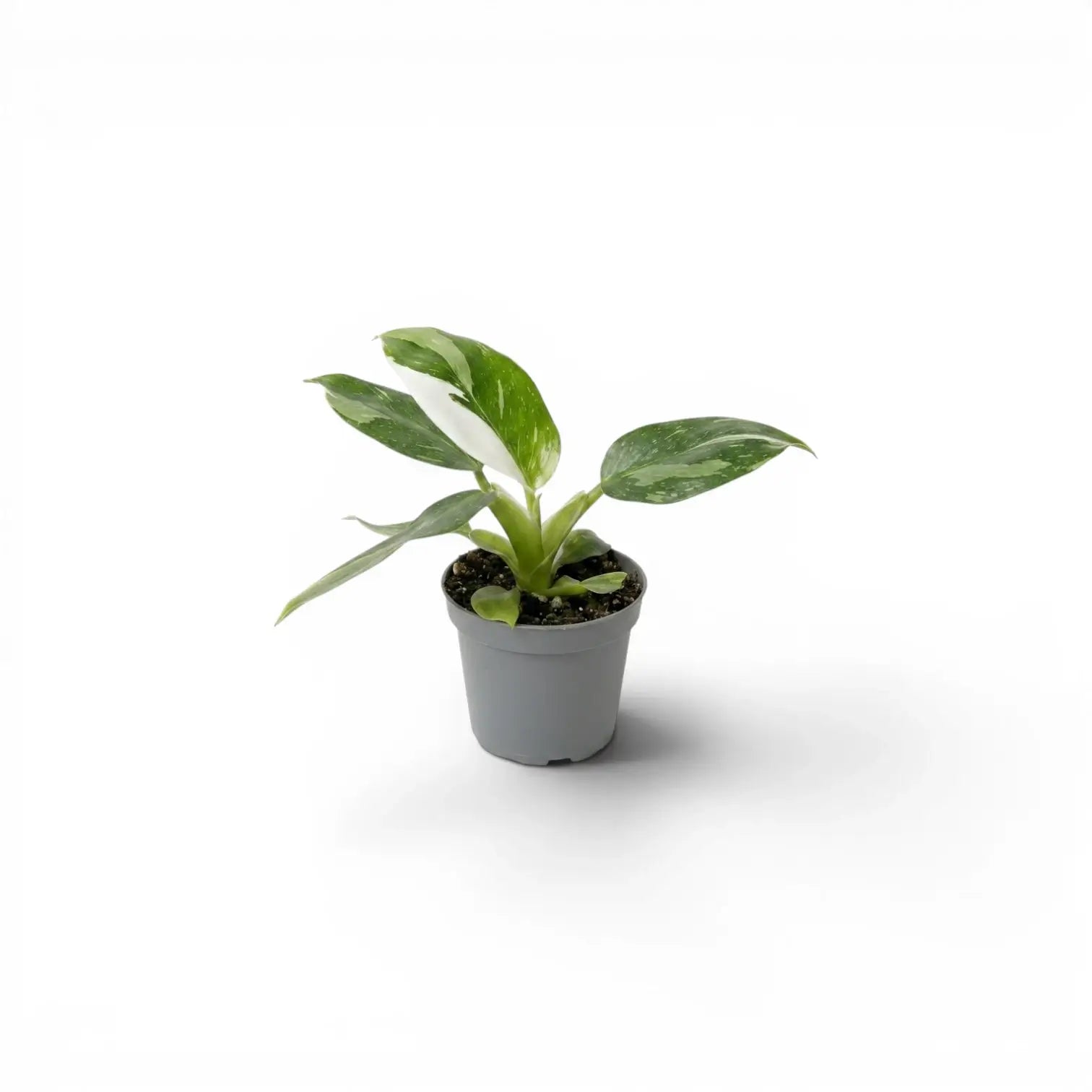 Philodendron 'White Wizard' als Baby-Pflanze im Kulturtopf.