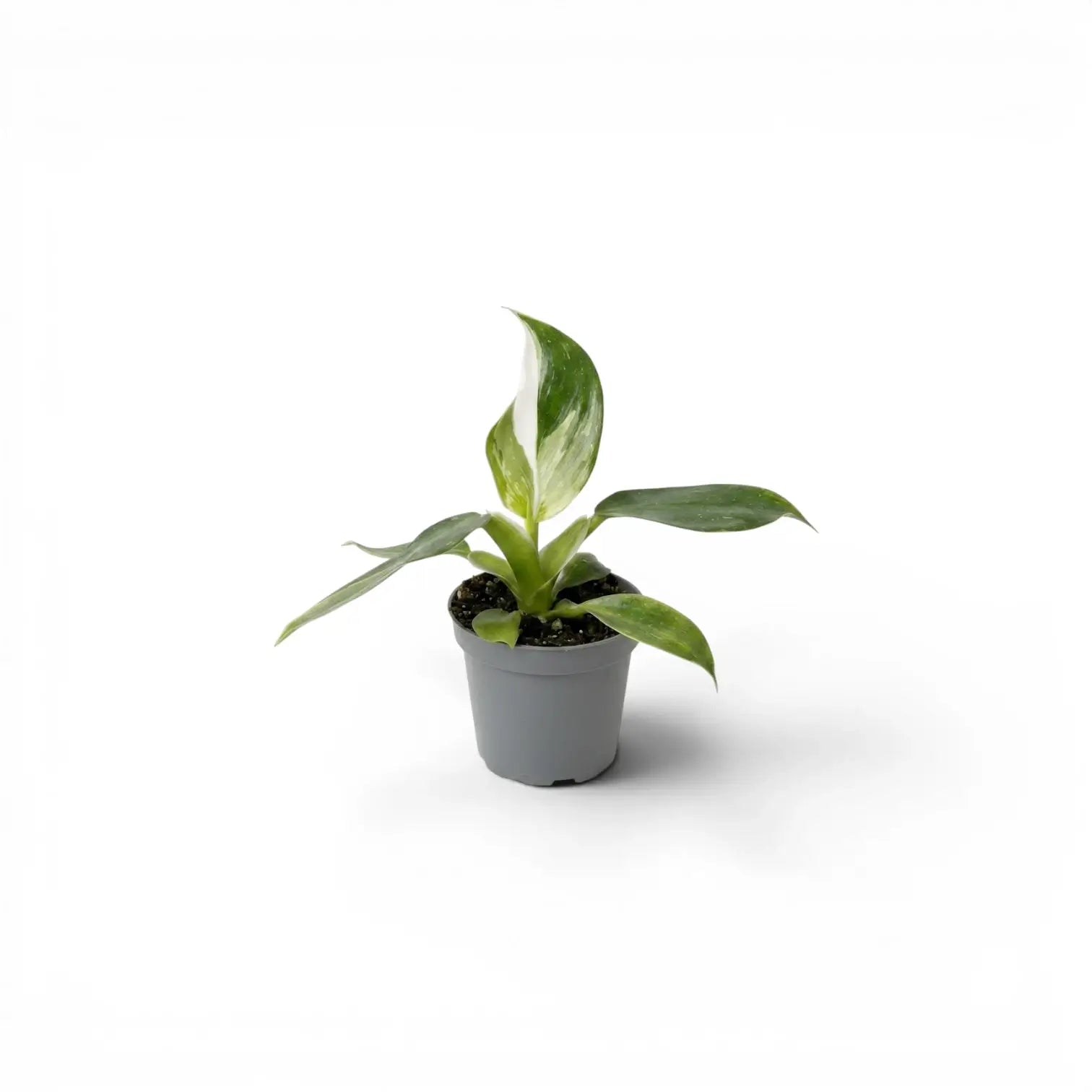 Philodendron 'White Wizard' als Baby-Pflanze im Kulturtopf.