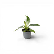 Philodendron 'White Wizard' als Baby-Pflanze im Kulturtopf.