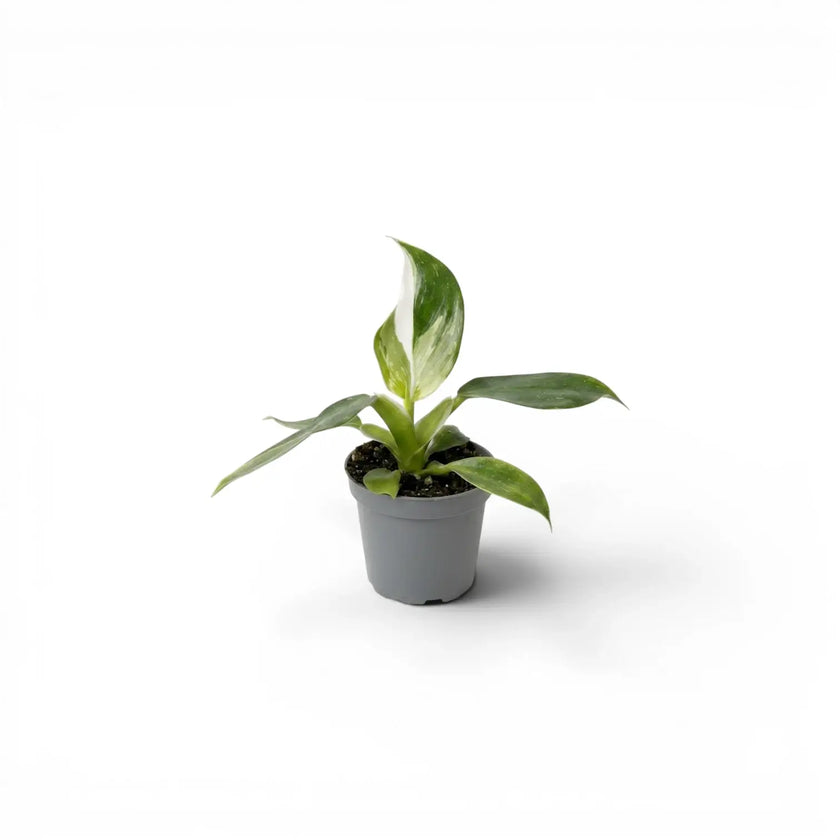 Philodendron 'White Wizard' baby plant in a nursery pot.