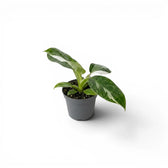 Philodendron 'White Wizard' als Baby-Pflanze im Kulturtopf.