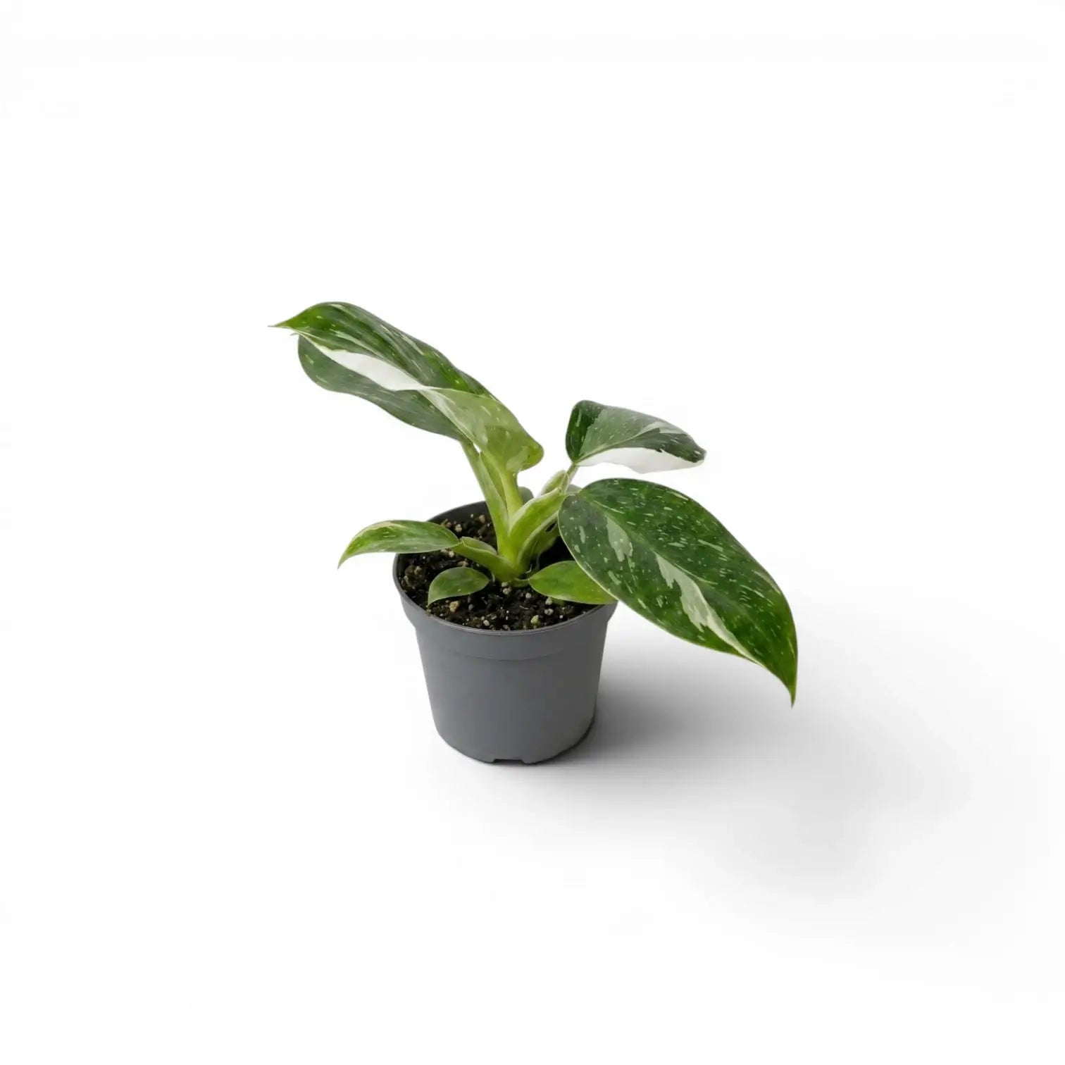 Philodendron 'White Wizard' als Baby-Pflanze im Kulturtopf.