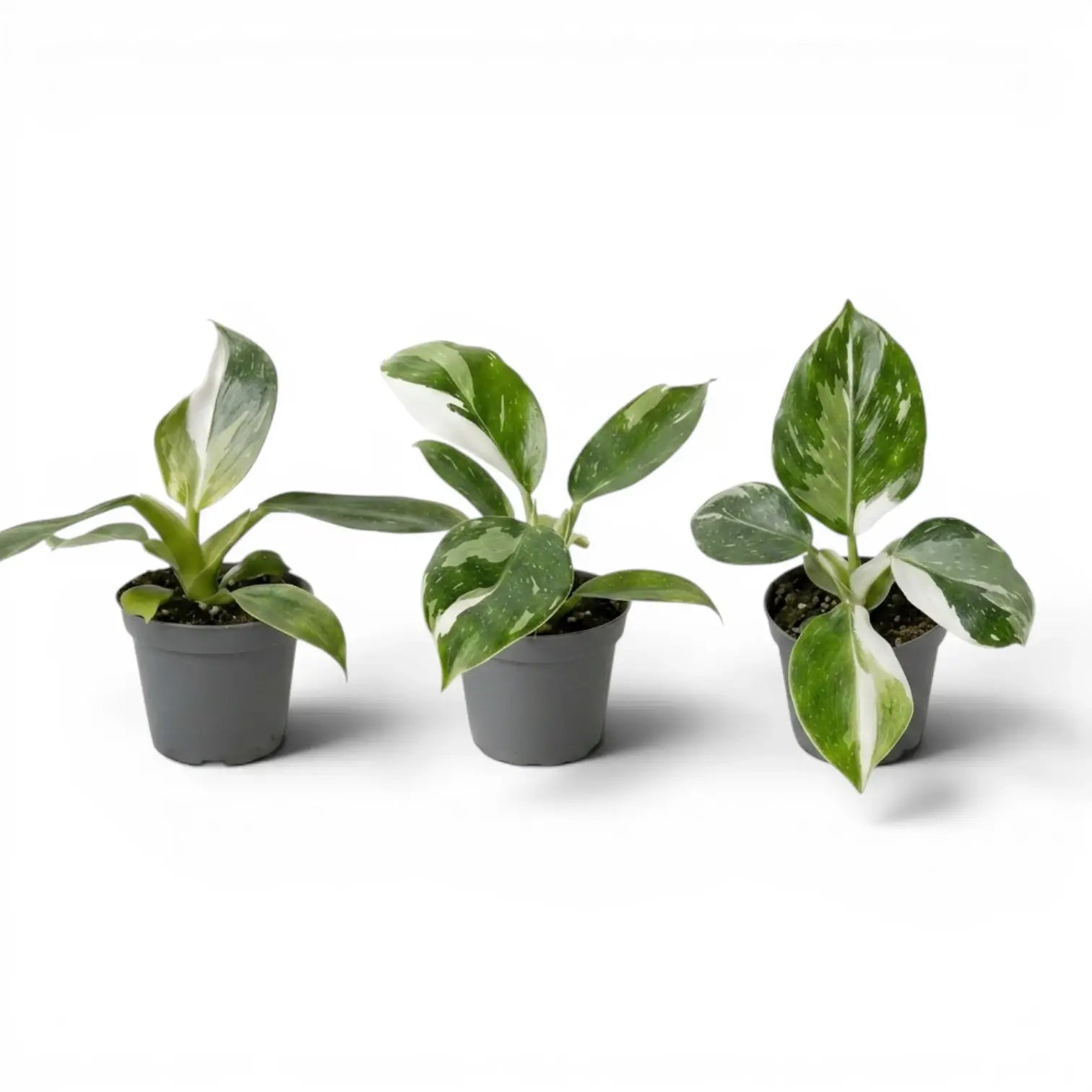 Philodendron 'White Wizard' als Baby-Pflanze im Kulturtopf.