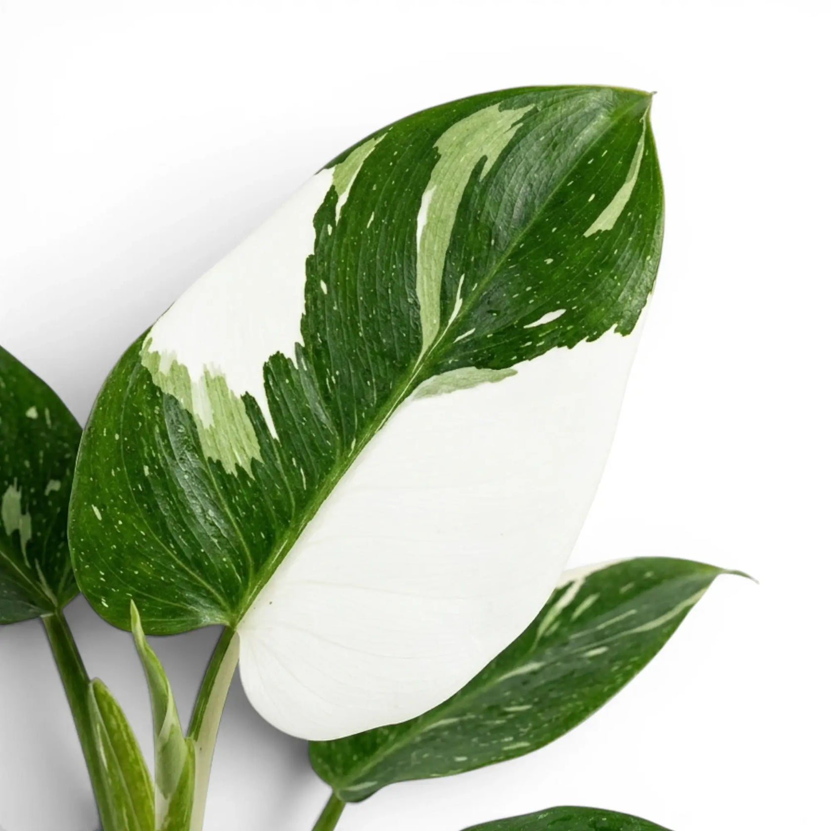 Blätter von Philodendron 'White Wizard' in Nahaufnahme.