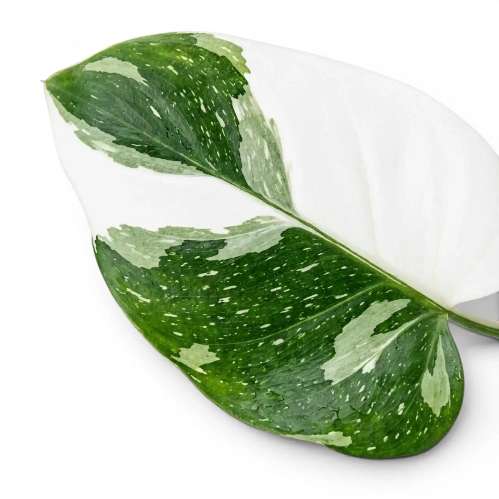 Blätter von Philodendron 'White Wizard' in Nahaufnahme.