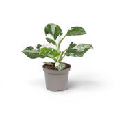 Philodendron 'White Wizard' im Kulturtopf.