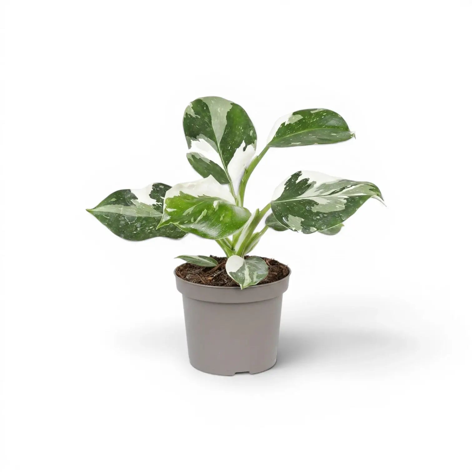 Philodendron 'White Wizard' im Kulturtopf.