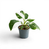 Philodendron 'White Wizard' im Kulturtopf.
