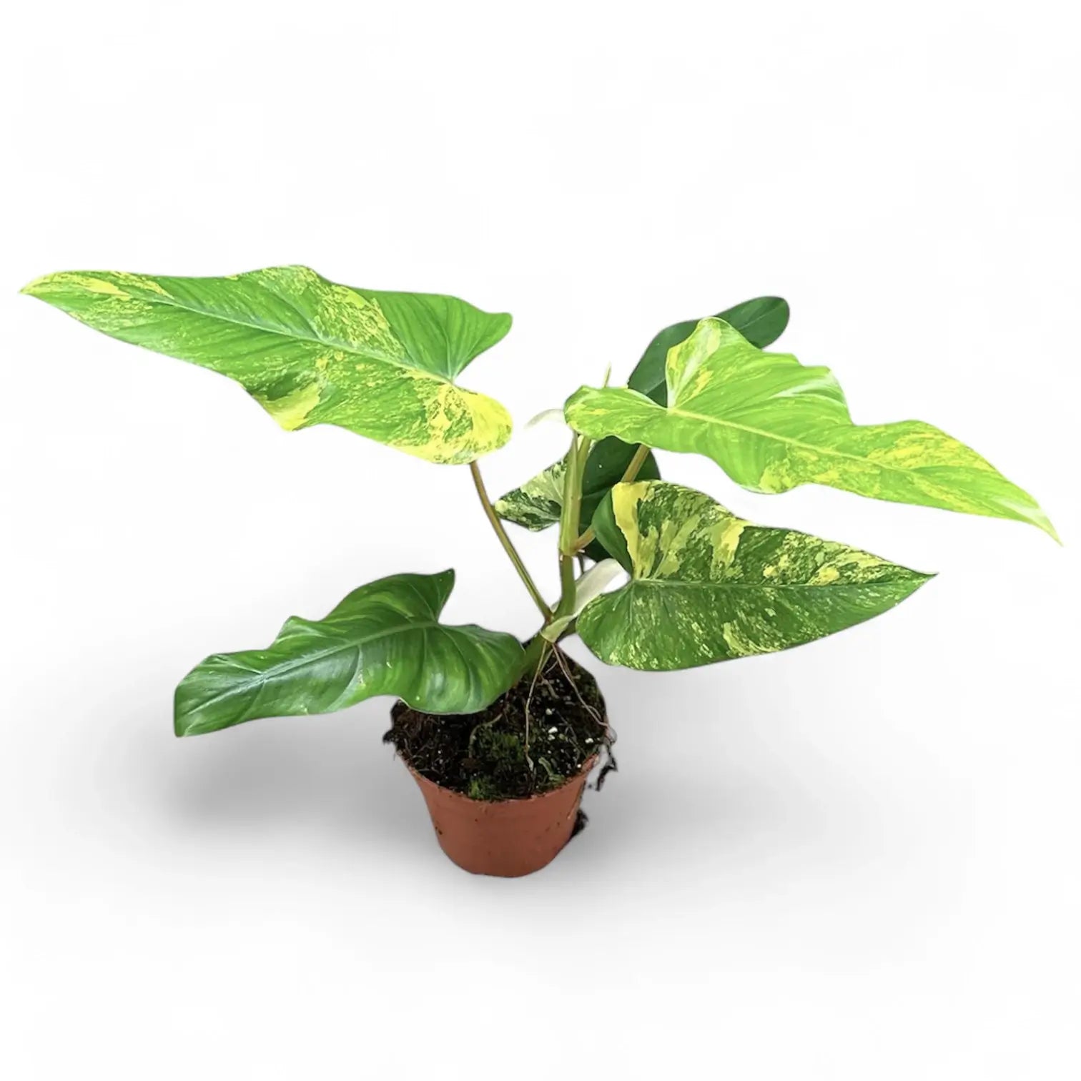 Philodendron x domesticum var. variegata ('Siam sunrise') potted plant in nursery pot on white background.