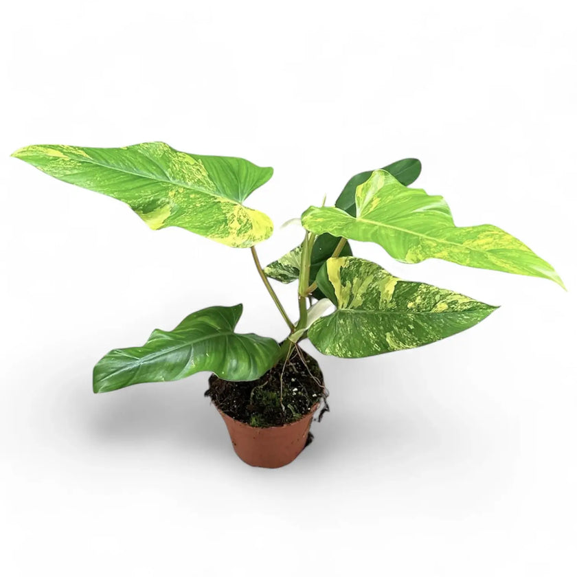 Philodendron x domesticum var. variegata ('Siam sunrise') Zimmerpflanze im Anzuchttopf vor weißem Hintergrund, Produktfoto 2.