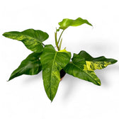 Philodendron x domesticum var. variegata ('Siam sunrise') potted plant in nursery pot on white background.