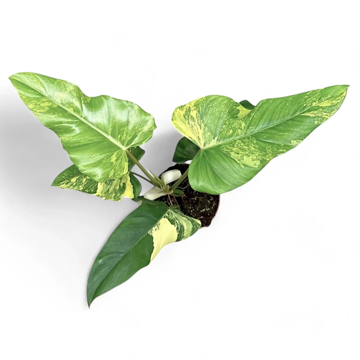 Philodendron x domesticum var. variegata ('Siam sunrise') potted plant in nursery pot on white background.