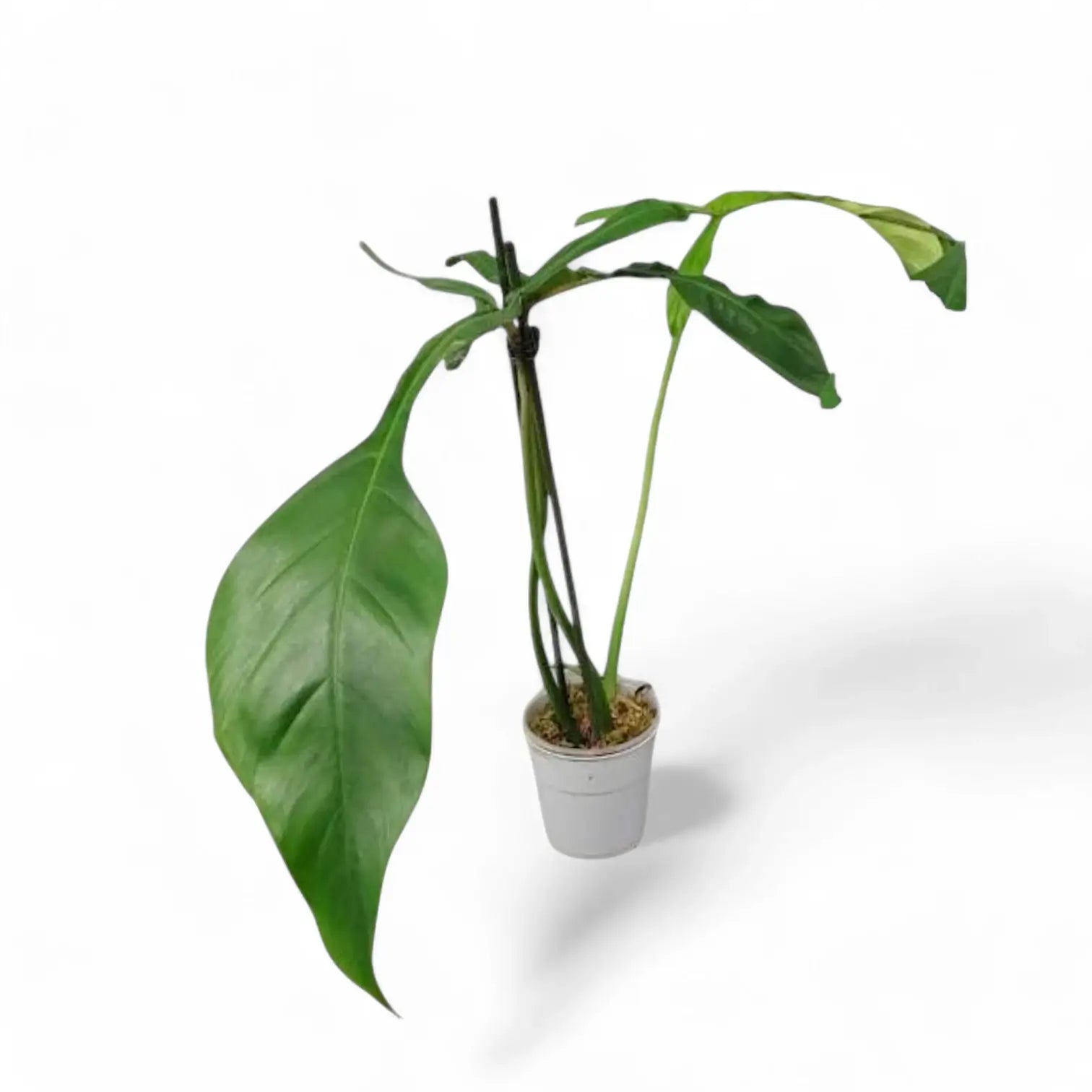 Philodendron x joepii potted plant in nursery pot on white background.