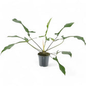 Philodendron x joepii potted plant in nursery pot on white background.