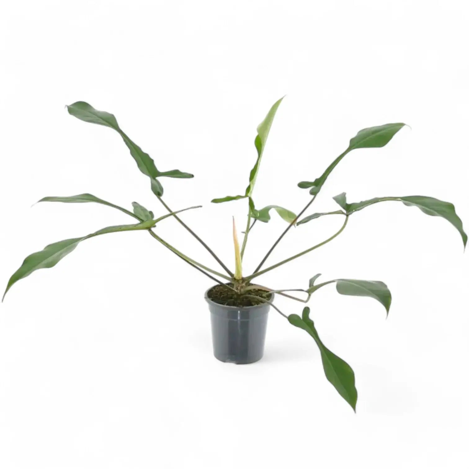 Philodendron x joepii potted plant in nursery pot on white background.