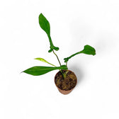 Philodendron x joepii potted plant in nursery pot on white background.
