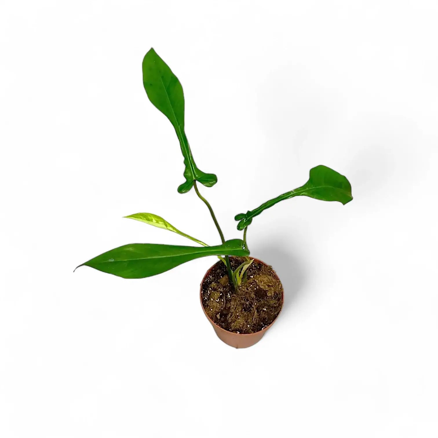 Philodendron x joepii potted plant in nursery pot on white background.