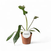 Philodendron x joepii potted plant in nursery pot on white background.
