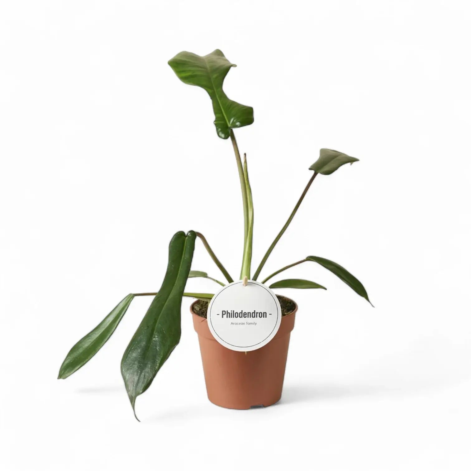 Philodendron x joepii potted plant in nursery pot on white background.
