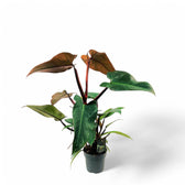 Philodendron x mandaianum potted plant in nursery pot on white background.