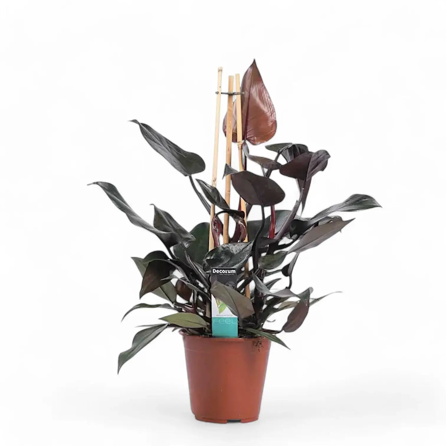 Philodendron x mundaianum 'Ruby' Zimmerpflanze im Anzuchttopf vor weißem Hintergrund, Produktfoto 2.