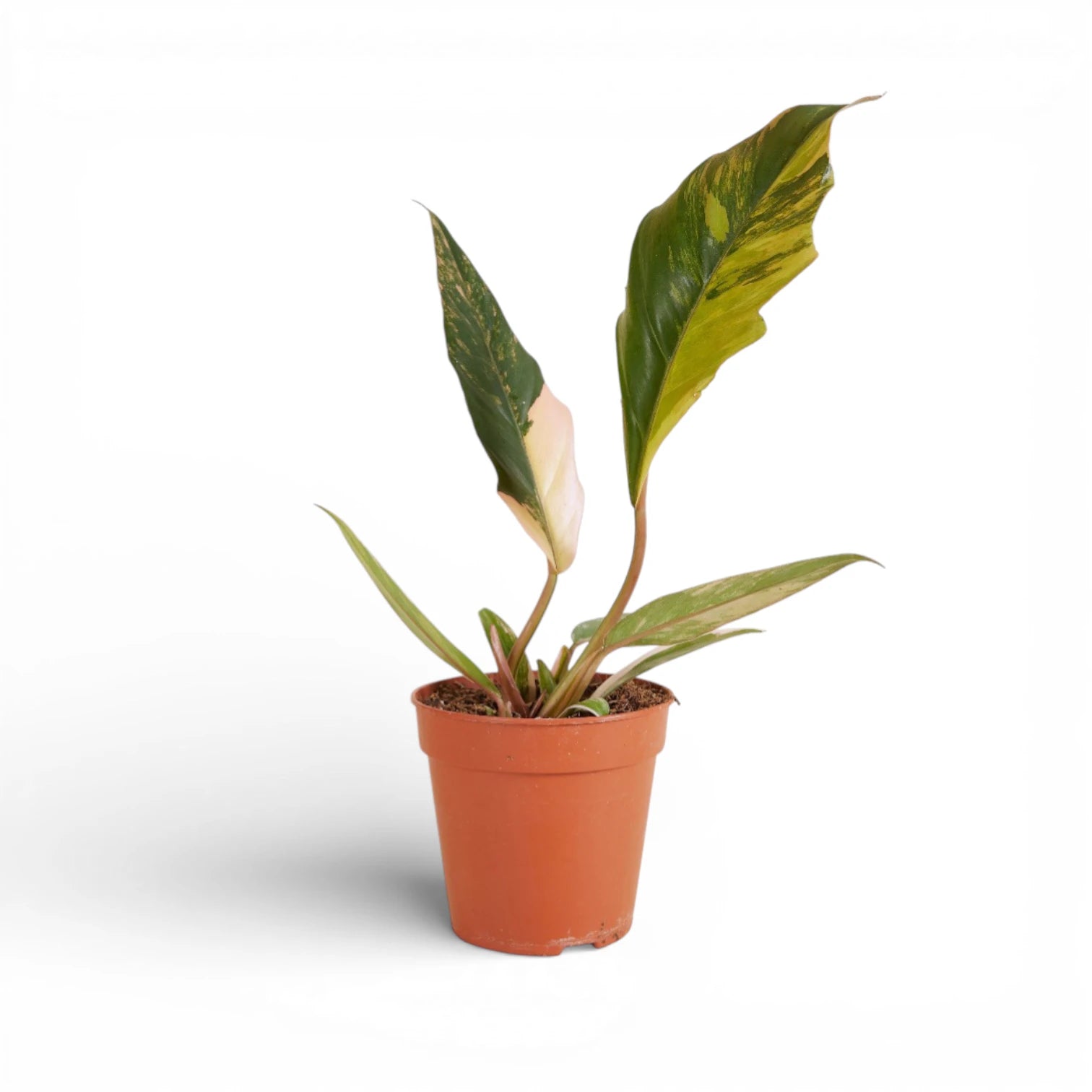 Philodendron x serratum 'Caramel marble' potted plant in nursery pot on white background.