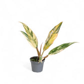 Philodendron x serratum 'Caramel marble' potted plant in nursery pot on white background.