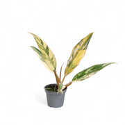Philodendron x serratum 'Caramel marble' potted plant in nursery pot on white background.