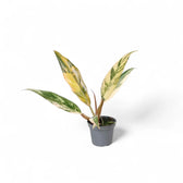 Philodendron x serratum 'Caramel marble' potted plant in nursery pot on white background.