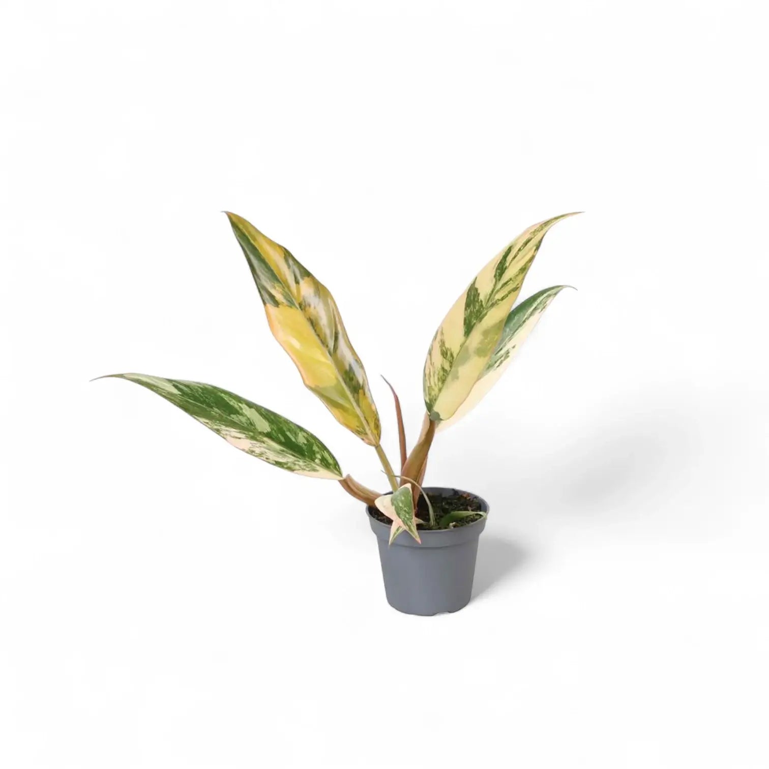 Philodendron x serratum 'Caramel marble' potted plant in nursery pot on white background.