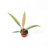 Philodendron x serratum 'Caramel marble' potted plant in nursery pot on white background.