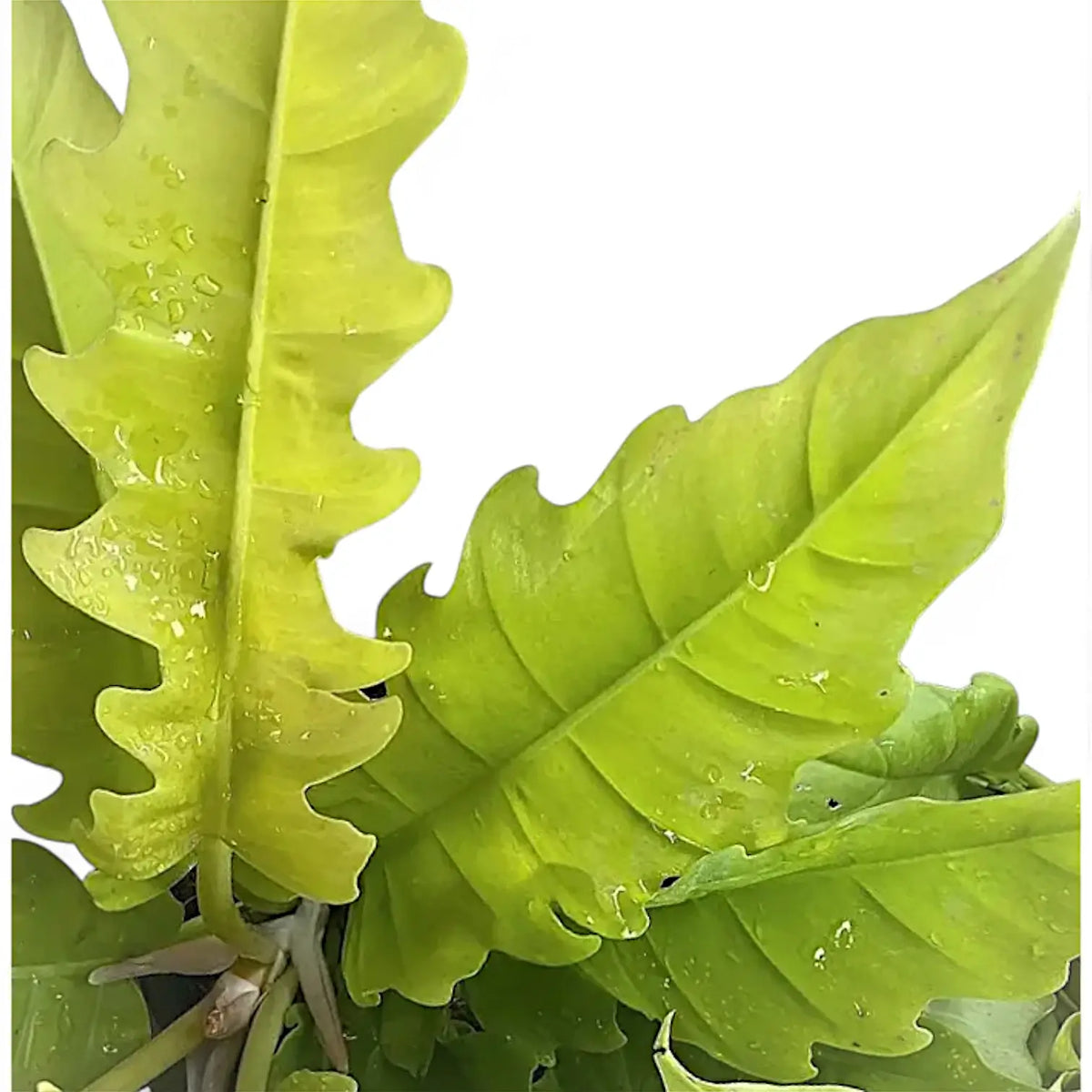 sawtooth philodendron Philodendron × serratum 'Golden Saw' – Yellow-Toned Sawtooth Hybrid