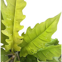 philodendron saw Philodendron × serratum 'Golden Saw' – Yellow-Toned Sawtooth Hybrid