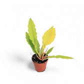 serratum philodendron Philodendron × serratum 'Golden Saw' – Yellow-Toned Sawtooth Hybrid