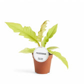 golden serratum philodendron Philodendron × serratum 'Golden Saw' – Yellow-Toned Sawtooth Hybrid