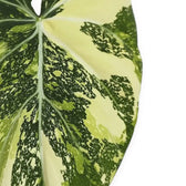 Philodendron gloriosum variegata als Topfpflanze im Kulturtopf vor weißem Hintergrund.