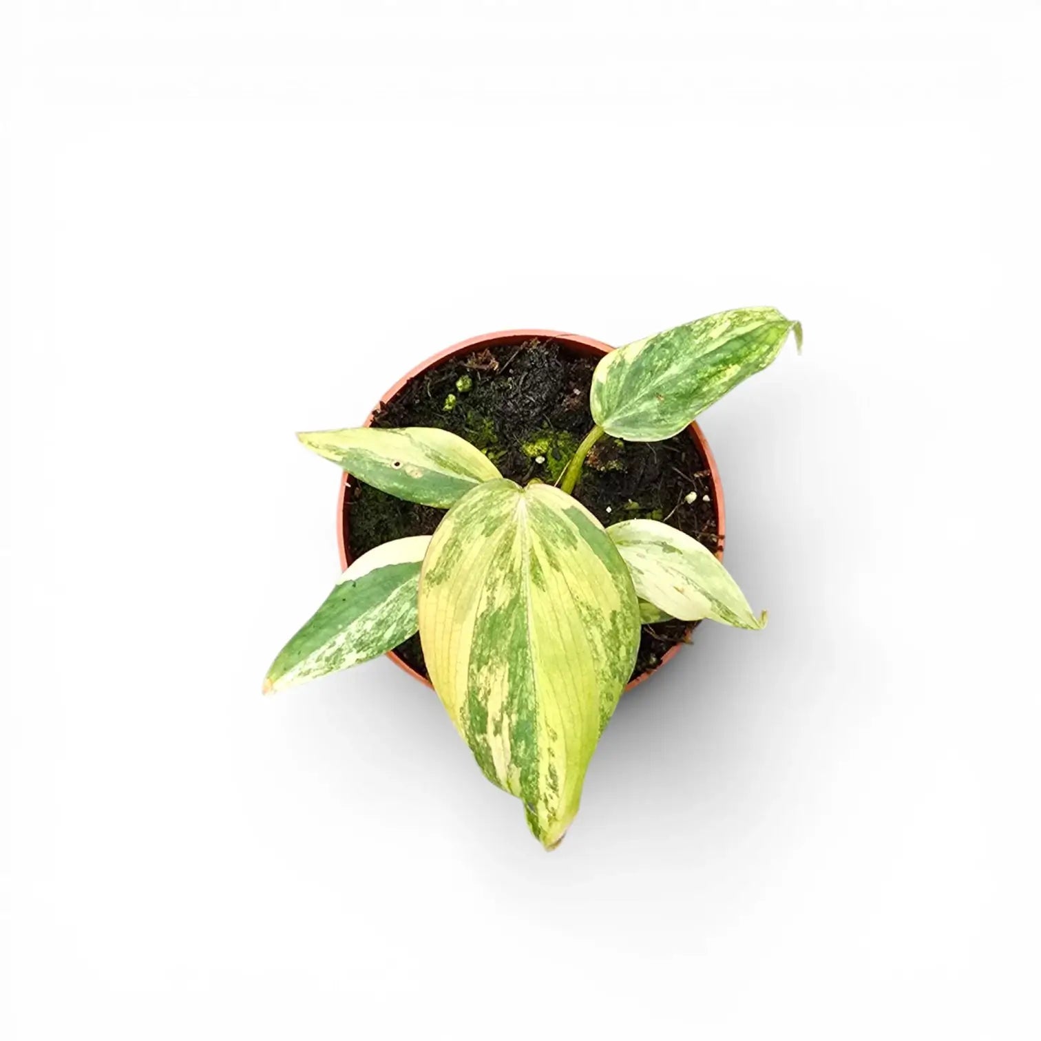 Philodendron gloriosum variegata als Topfpflanze im Kulturtopf vor weißem Hintergrund.