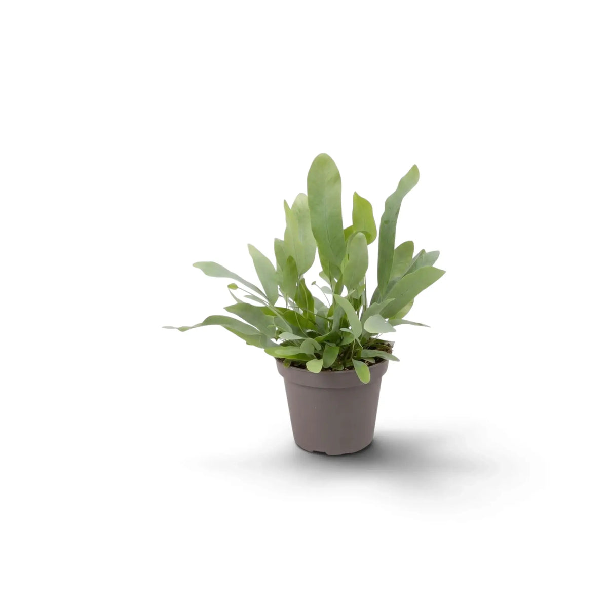 Phlebodium aureum als Jungpflanze mit aufrechten blaugrünen Wedeln im Kulturtopf.