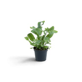 Phlebodium aureum im kleinen Kulturtopf mit aufrechten und nach außen gebogenen grünen Wedeln.