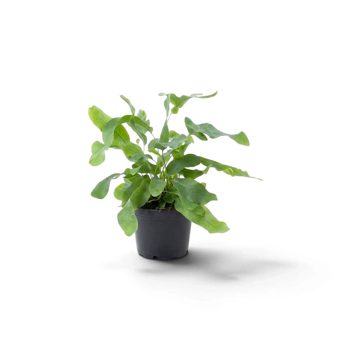 Phlebodium aureum als Jungpflanze im Kulturtopf mit ausladenden grünen Wedeln und gewellten Rändern.