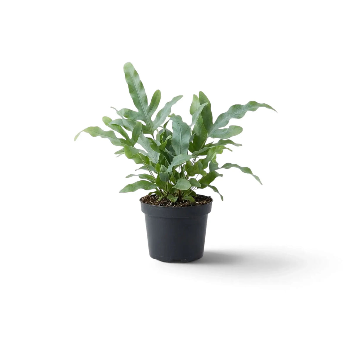 Phlebodium aureum als Jungpflanze mit langen, gewellten blaugrünen Wedeln im Kulturtopf.